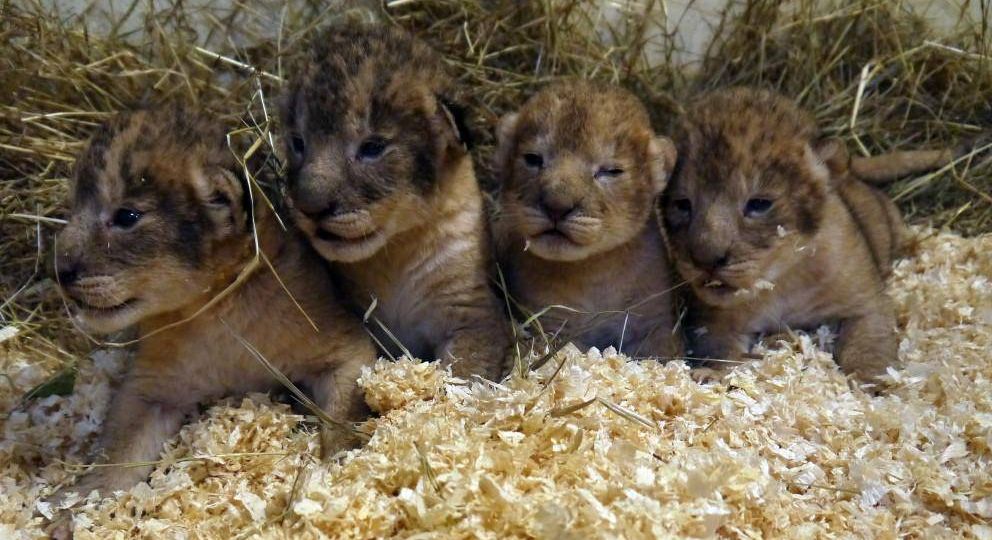 lion-cubs
