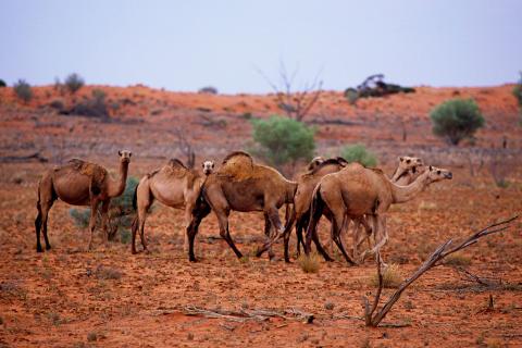 australia-camels-14