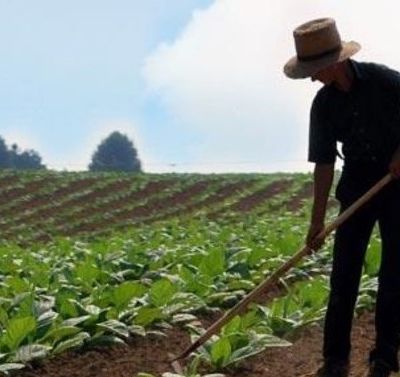 “Hükümet salgın sürecinde çiftçiye destek olmadı” iddiası